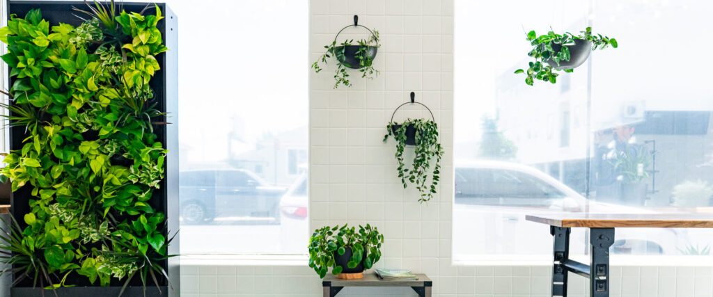 Best-Plants-for-Reno-Offices