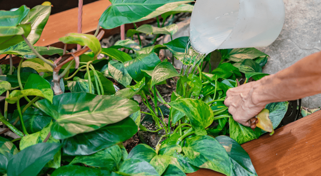 Commercial Plant Care