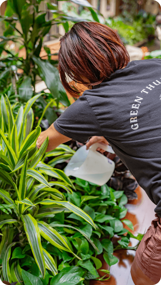 Commercial Plant Care