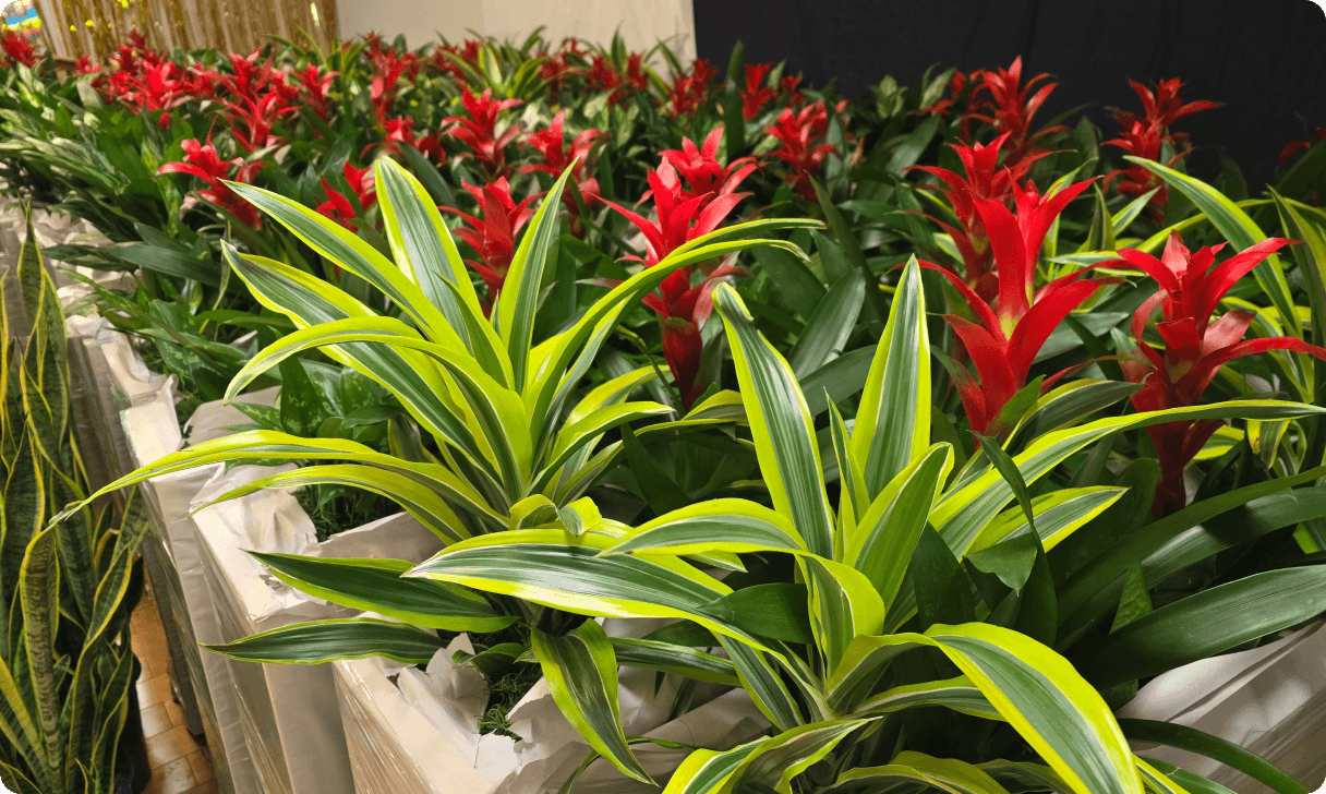 Plant Design & Maintenance